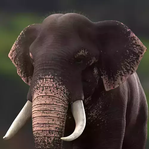 Asian Elephant Rig Maya Low-poly 3D model