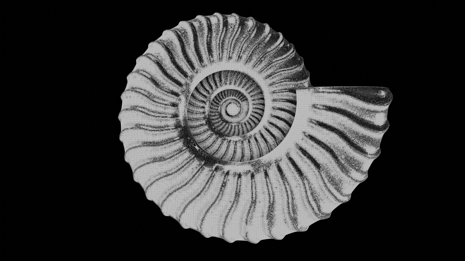Ammonoid shell with falcoid ribs 3D model_7