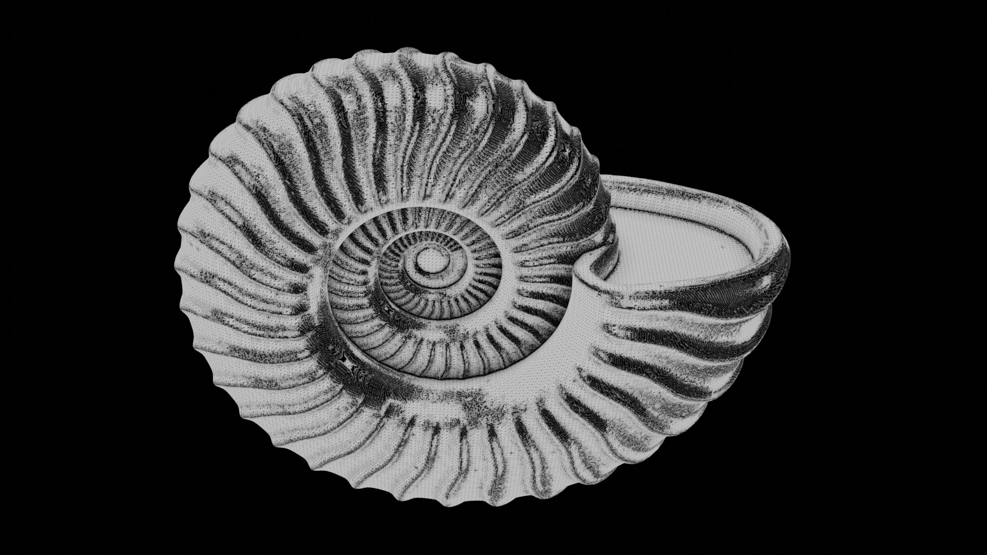 Ammonoid shell with falcoid ribs 3D model_10