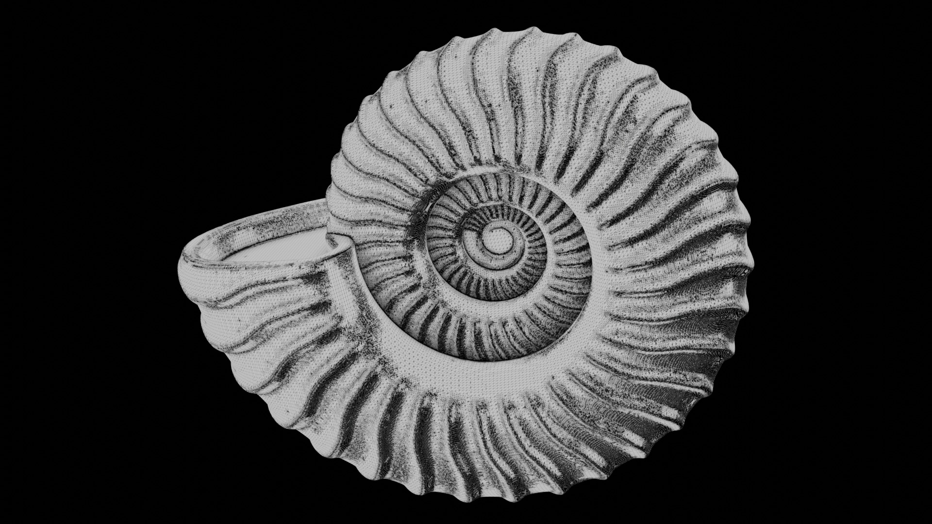 Ammonoid shell with falcoid ribs 3D model_11