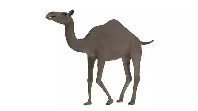 Camel 3D Model Rigged and Animated