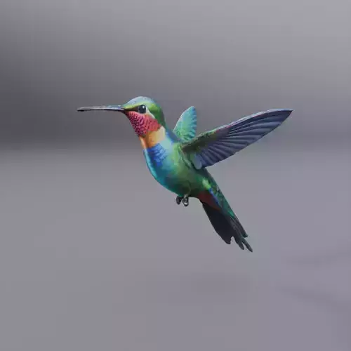 hummingbird 3D model