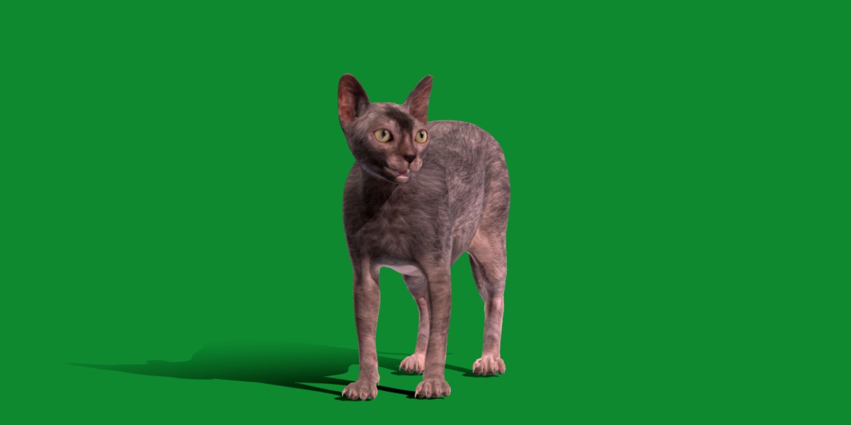 Lykoi Wolf Cat Low-poly 3D model_32