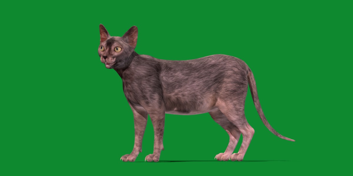 Lykoi Wolf Cat Low-poly 3D model_27