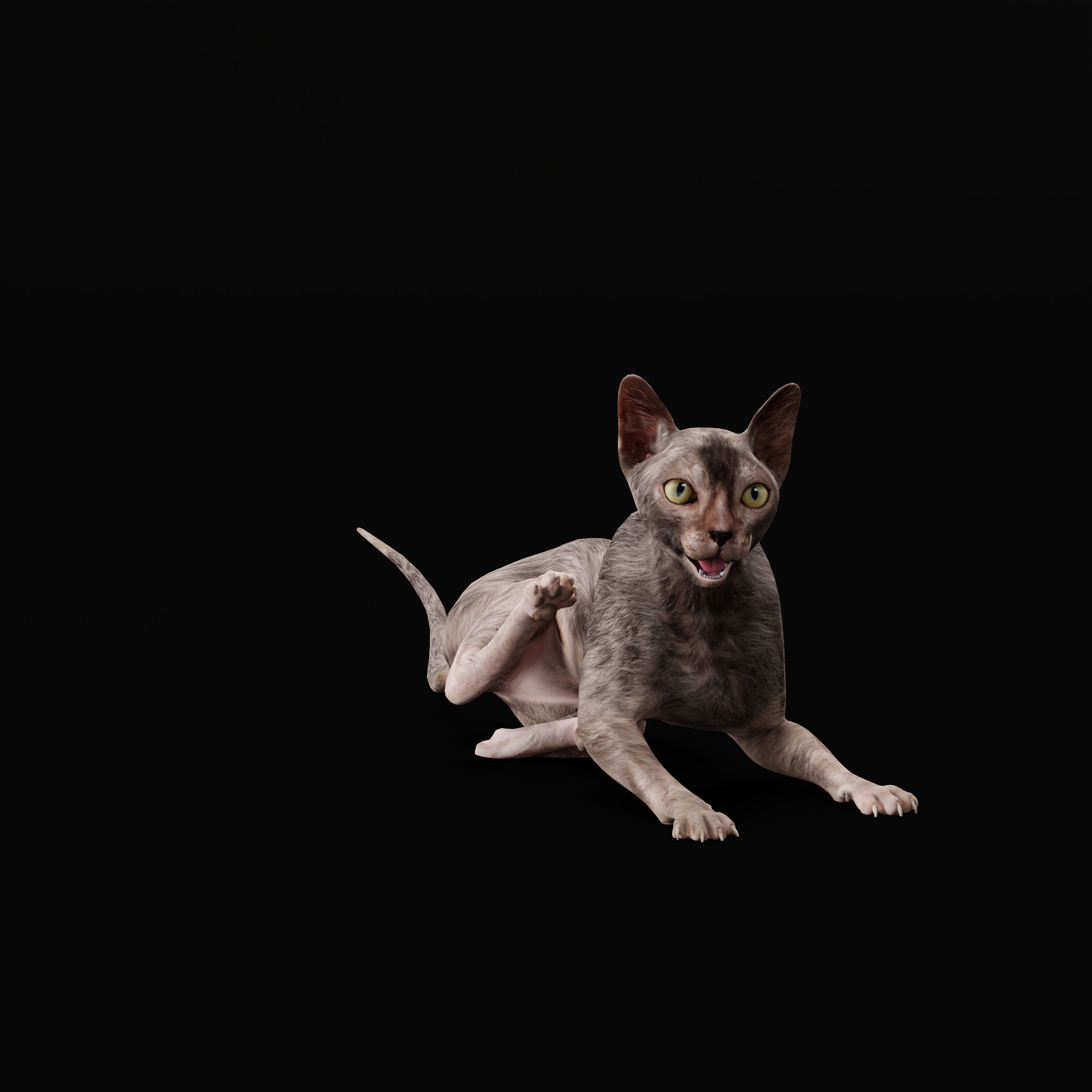 Lykoi Wolf Cat Low-poly 3D model_7
