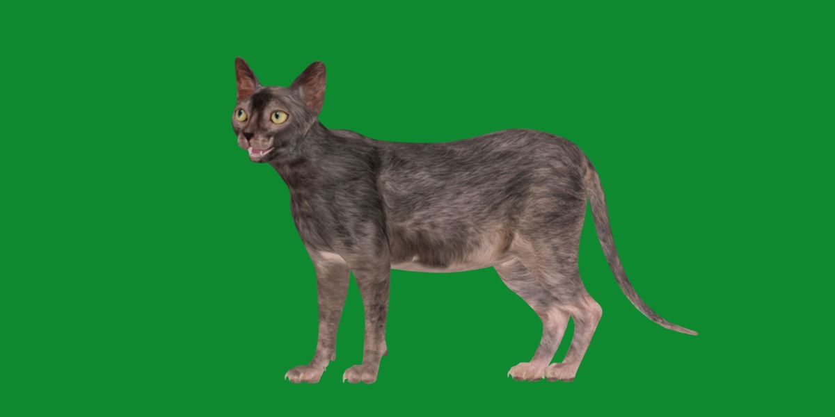 Lykoi Wolf Cat Low-poly 3D model_41