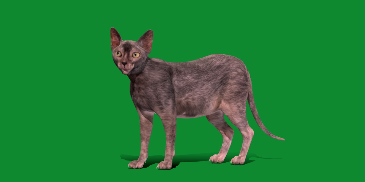 Lykoi Wolf Cat Low-poly 3D model_19