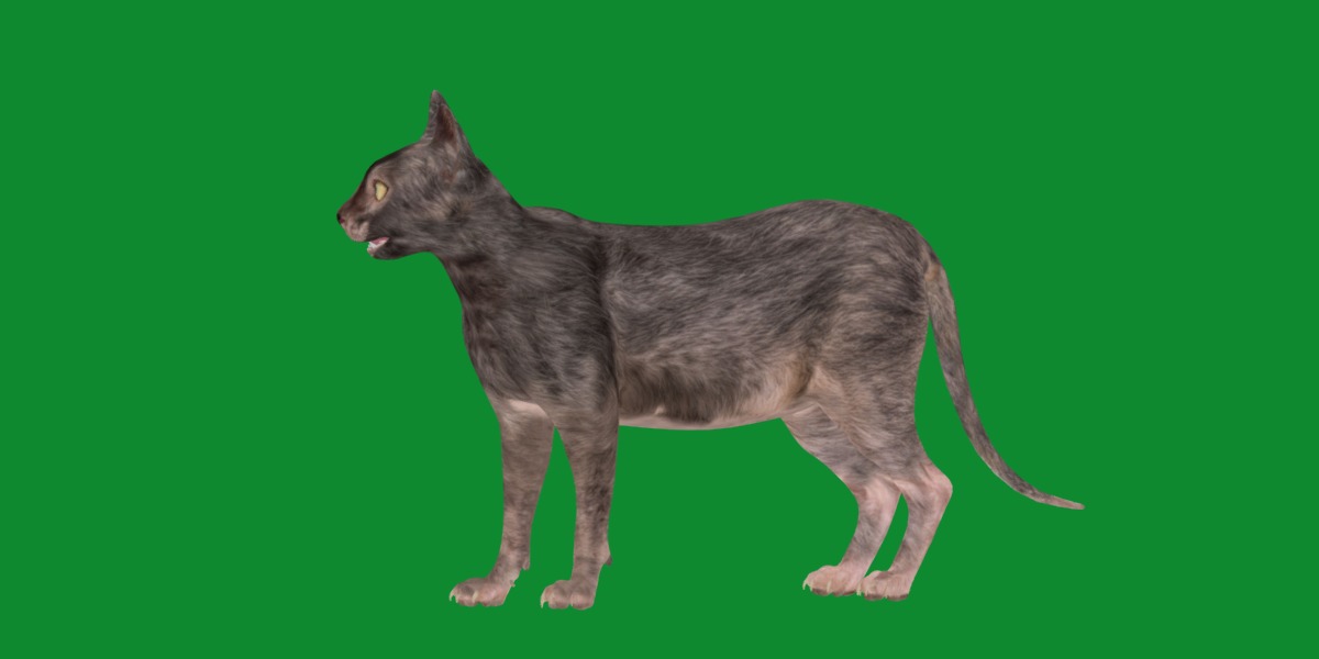 Lykoi Wolf Cat Low-poly 3D model_35