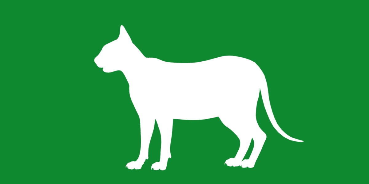 Lykoi Wolf Cat Low-poly 3D model_22