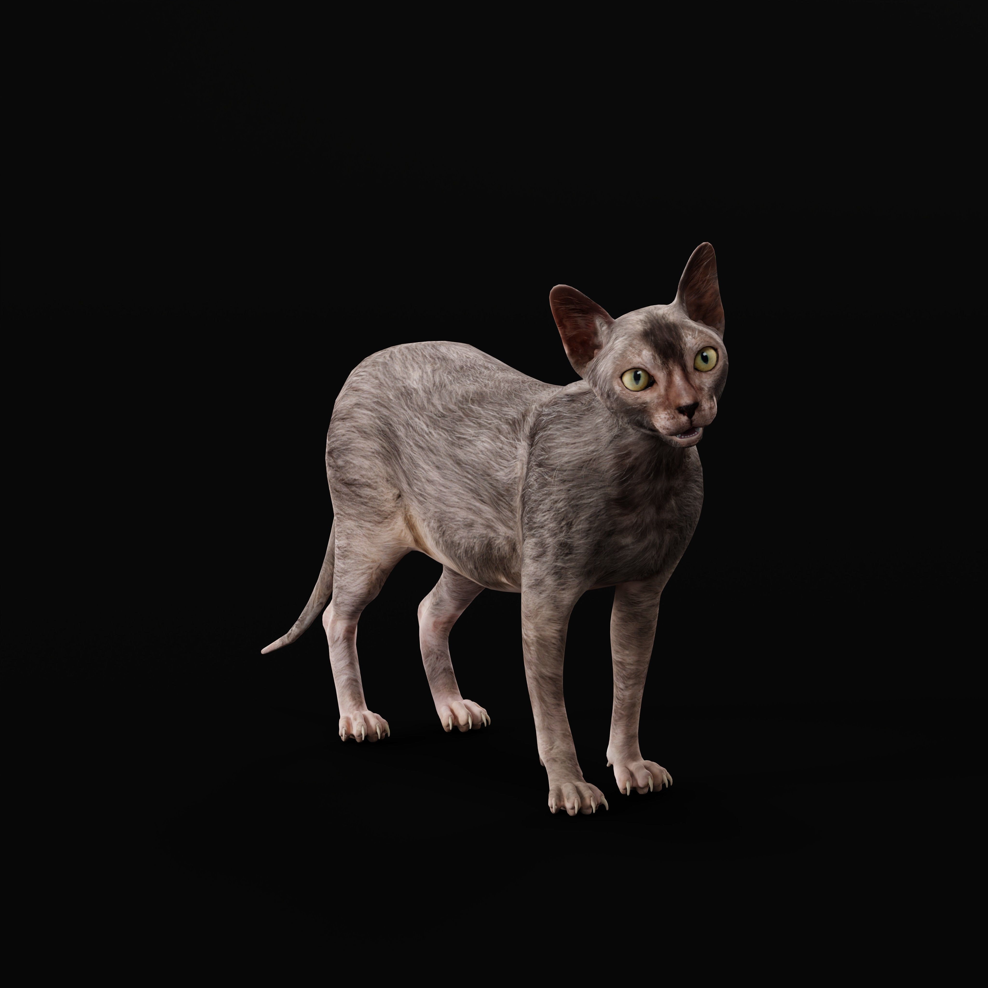 Lykoi Wolf Cat Low-poly 3D model_4