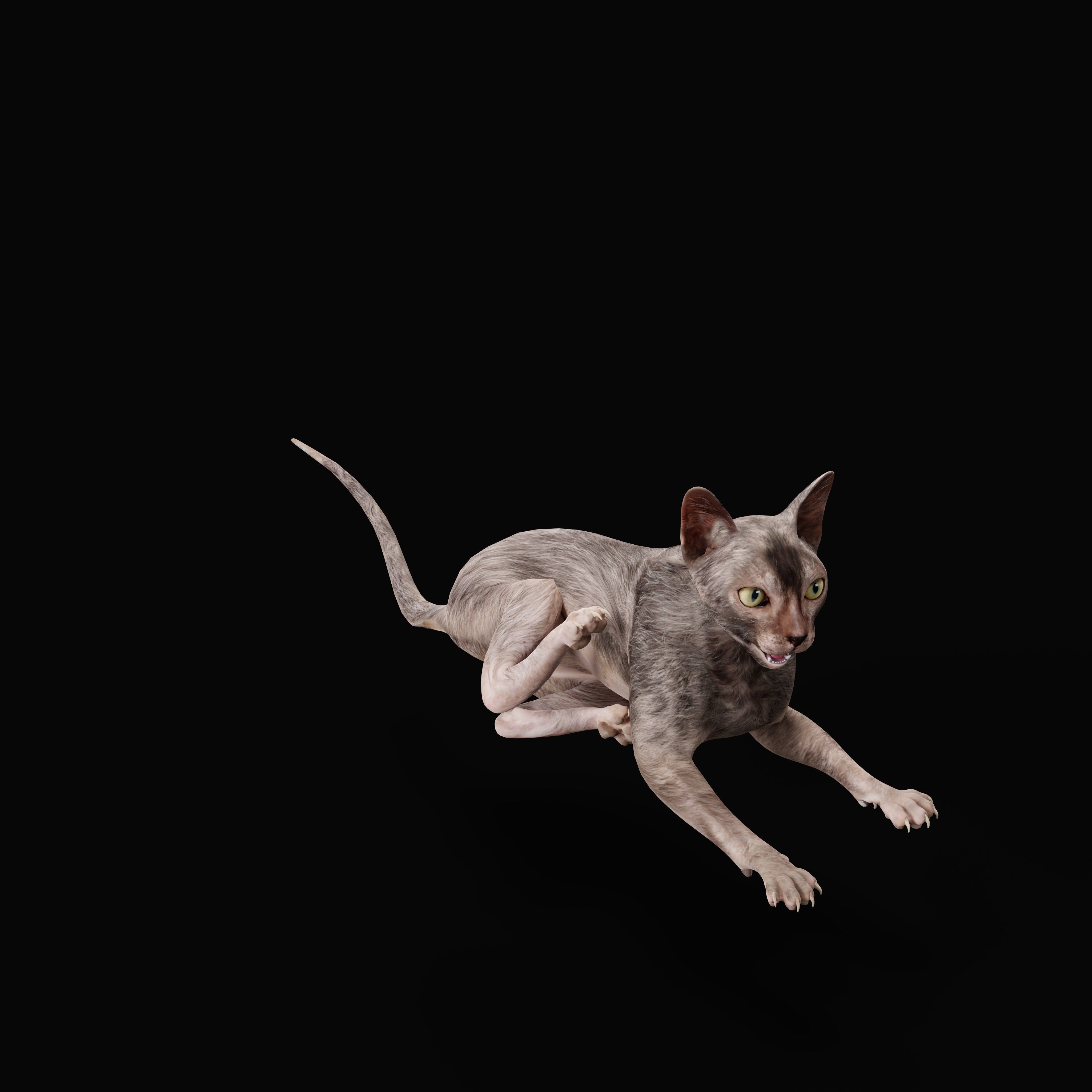 Lykoi Wolf Cat Low-poly 3D model_12