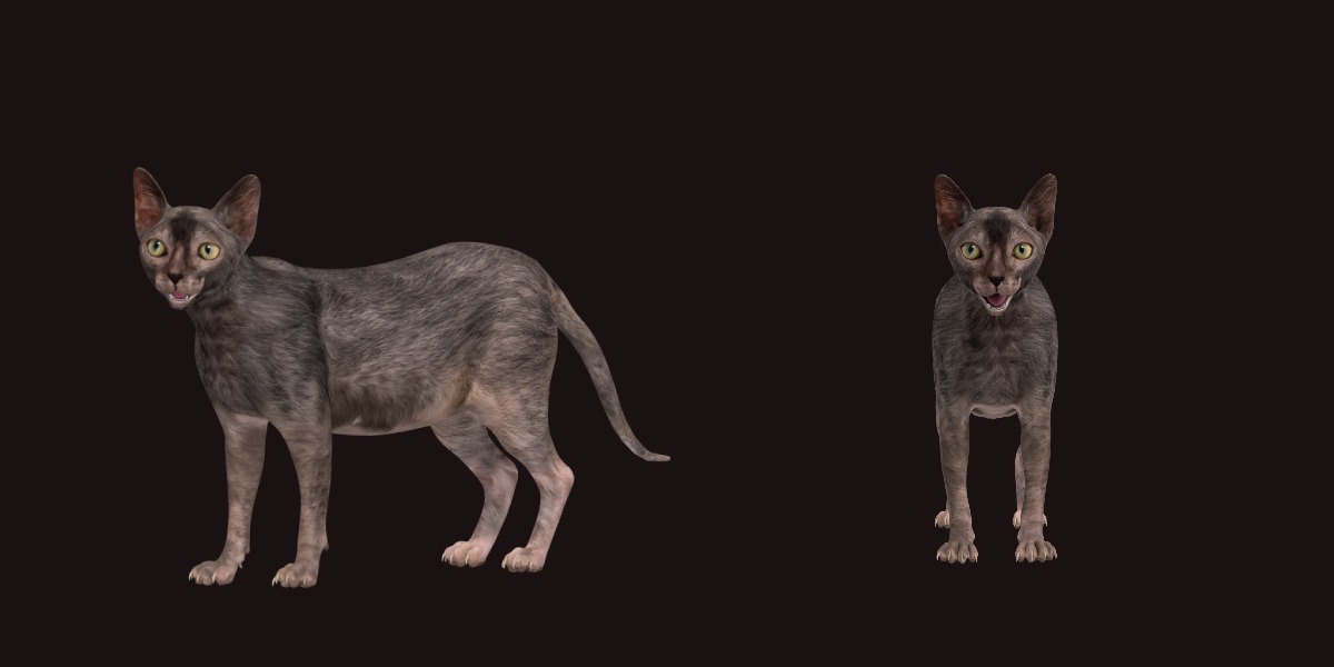 Lykoi Wolf Cat Low-poly 3D model_2