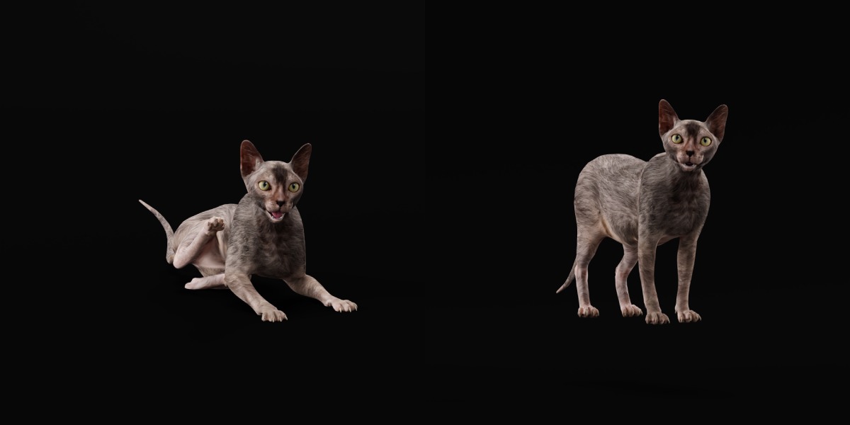 Lykoi Wolf Cat Low-poly 3D model_9