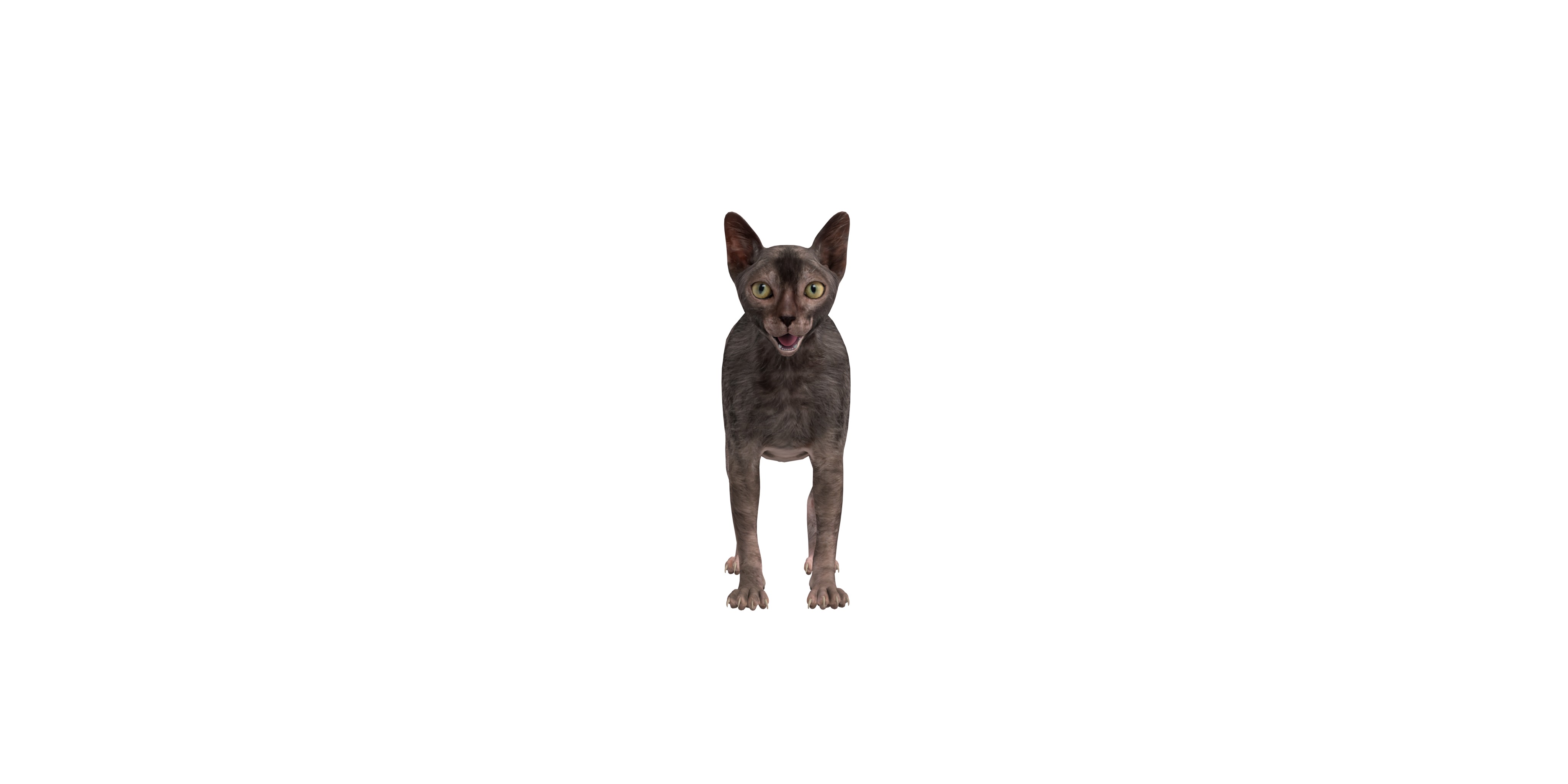 Lykoi Wolf Cat Low-poly 3D model_47