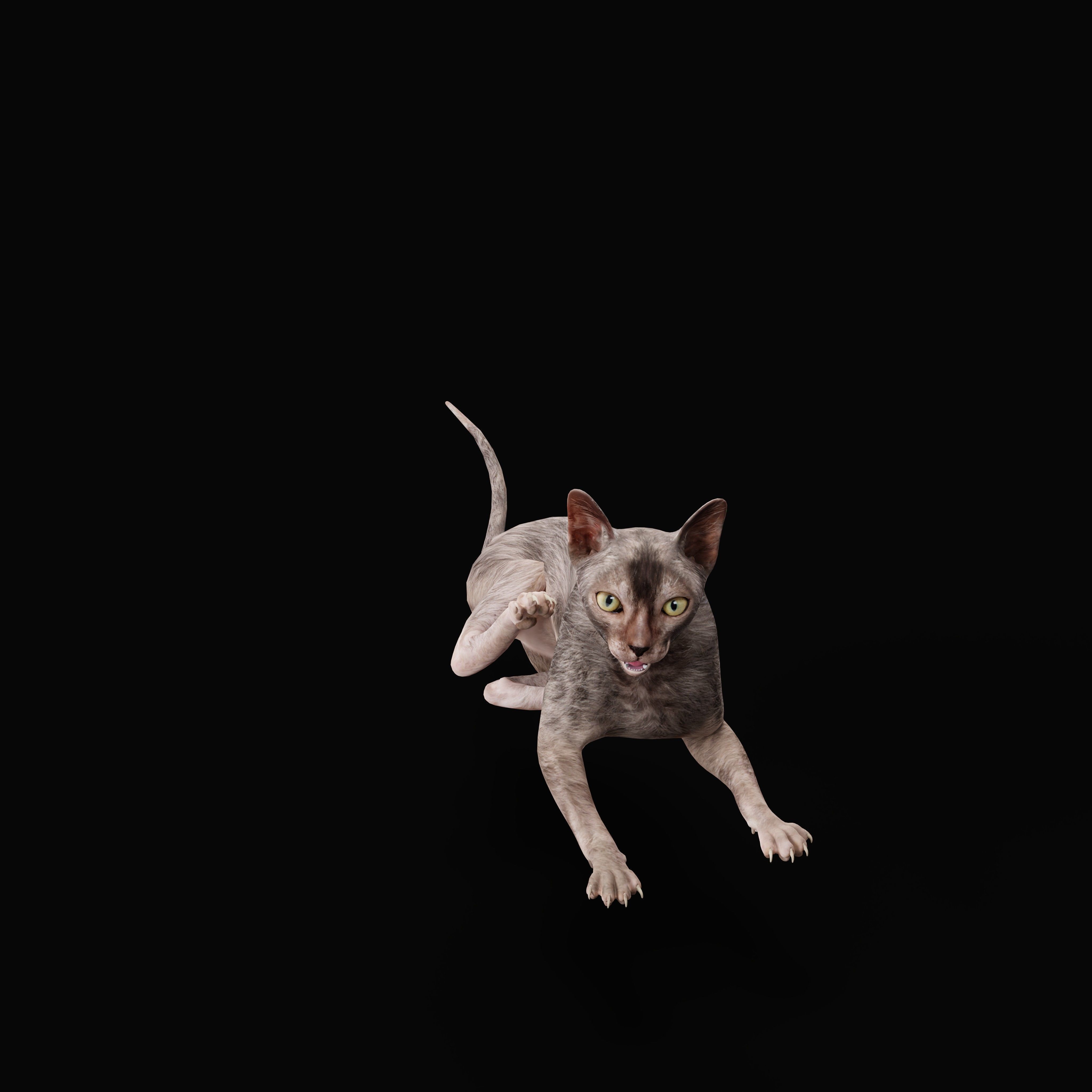 Lykoi Wolf Cat Low-poly 3D model_13