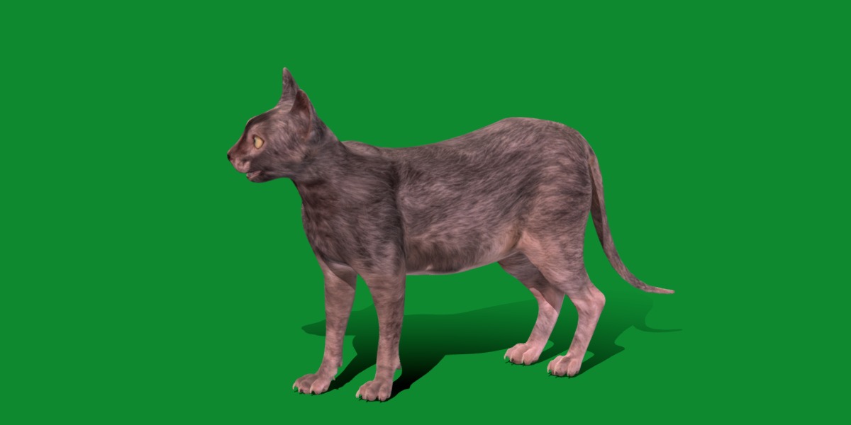 Lykoi Wolf Cat Low-poly 3D model_14