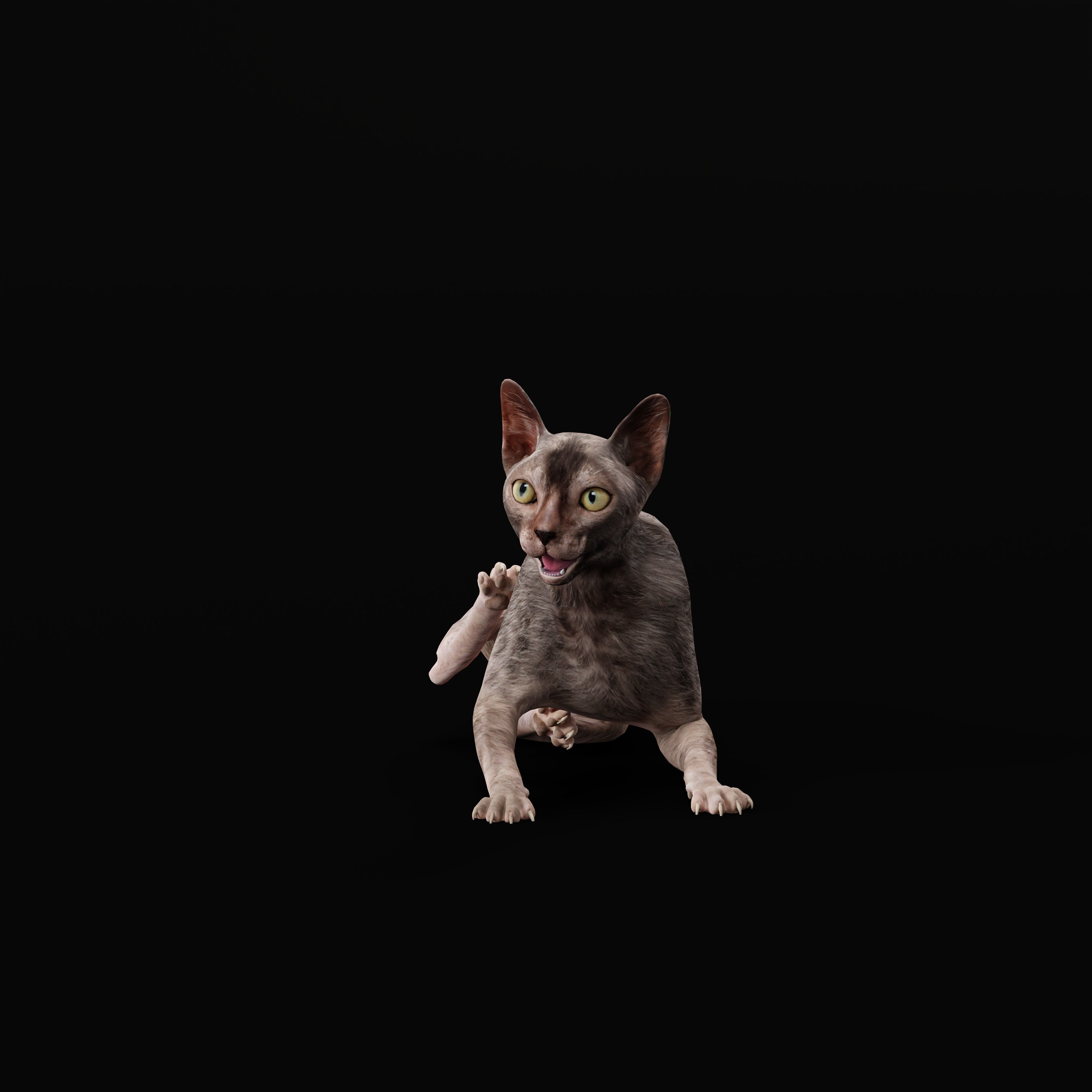 Lykoi Wolf Cat Low-poly 3D model_10