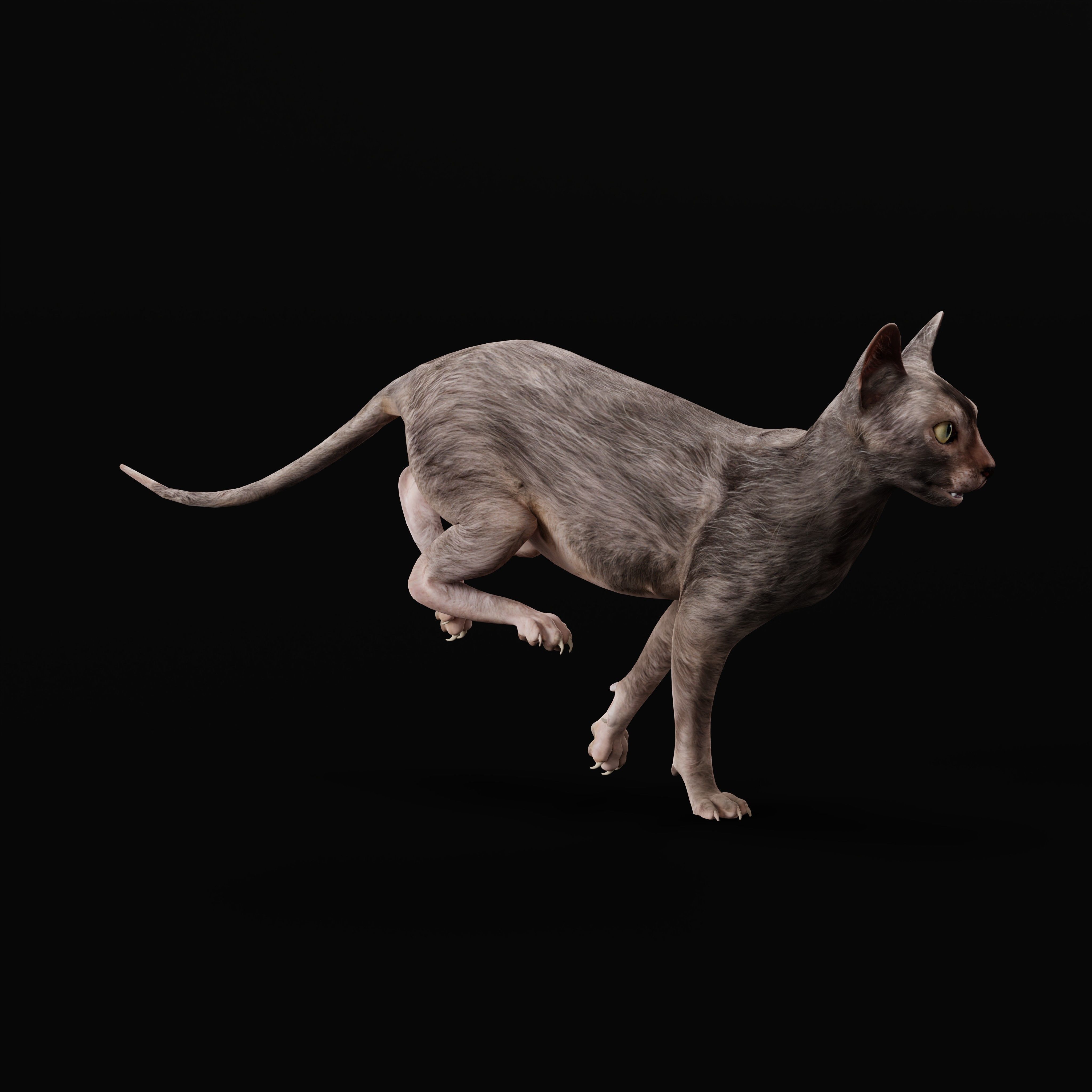 Lykoi Wolf Cat Low-poly 3D model_6