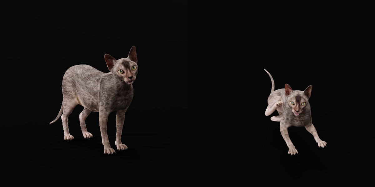 Lykoi Wolf Cat Low-poly 3D model_11