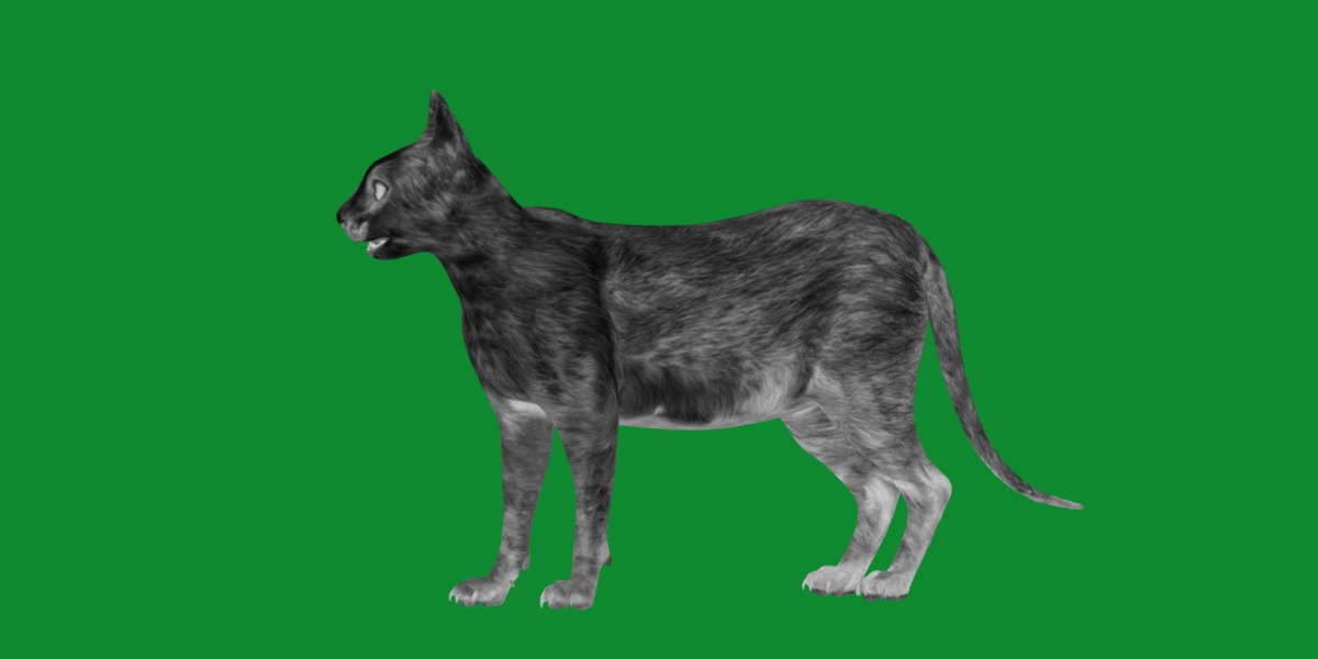 Lykoi Wolf Cat Low-poly 3D model_31