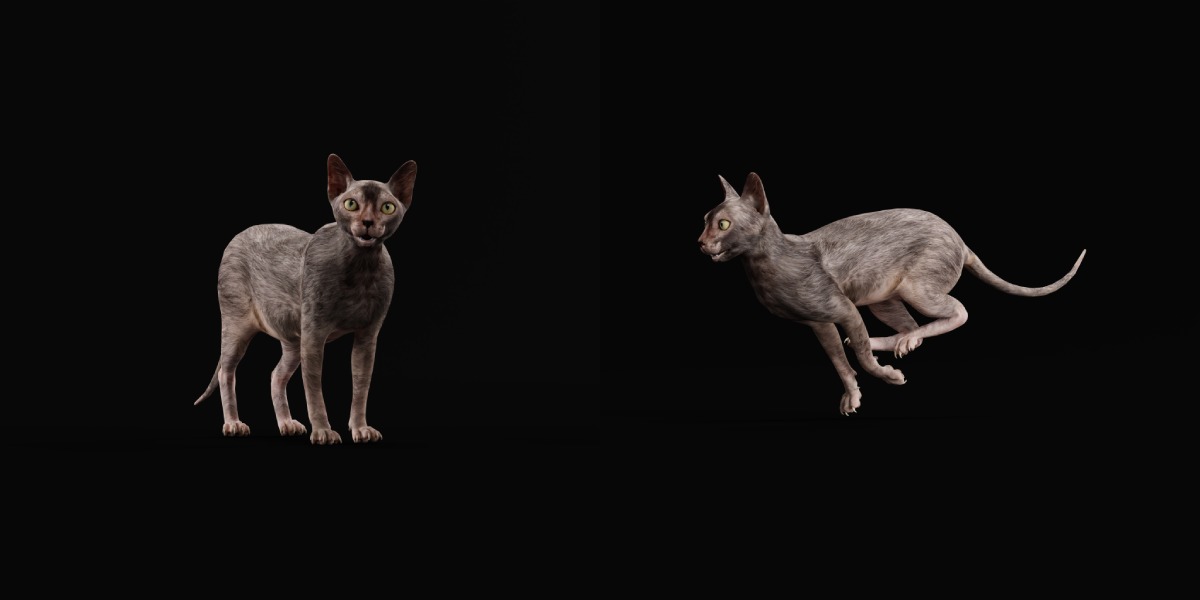 Lykoi Wolf Cat Low-poly 3D model_38
