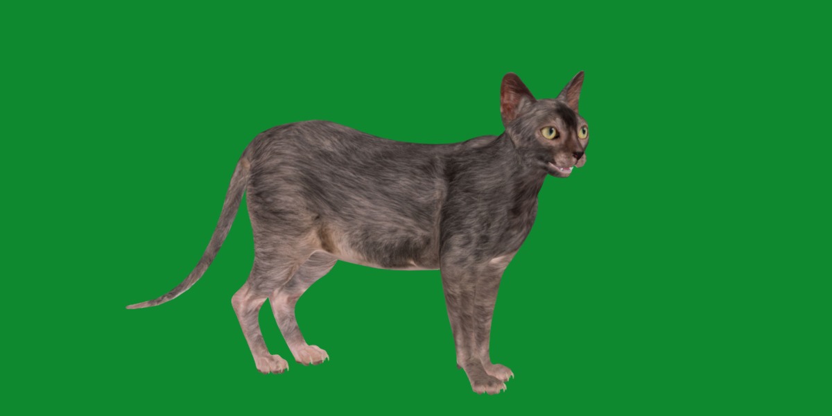 Lykoi Wolf Cat Low-poly 3D model_21