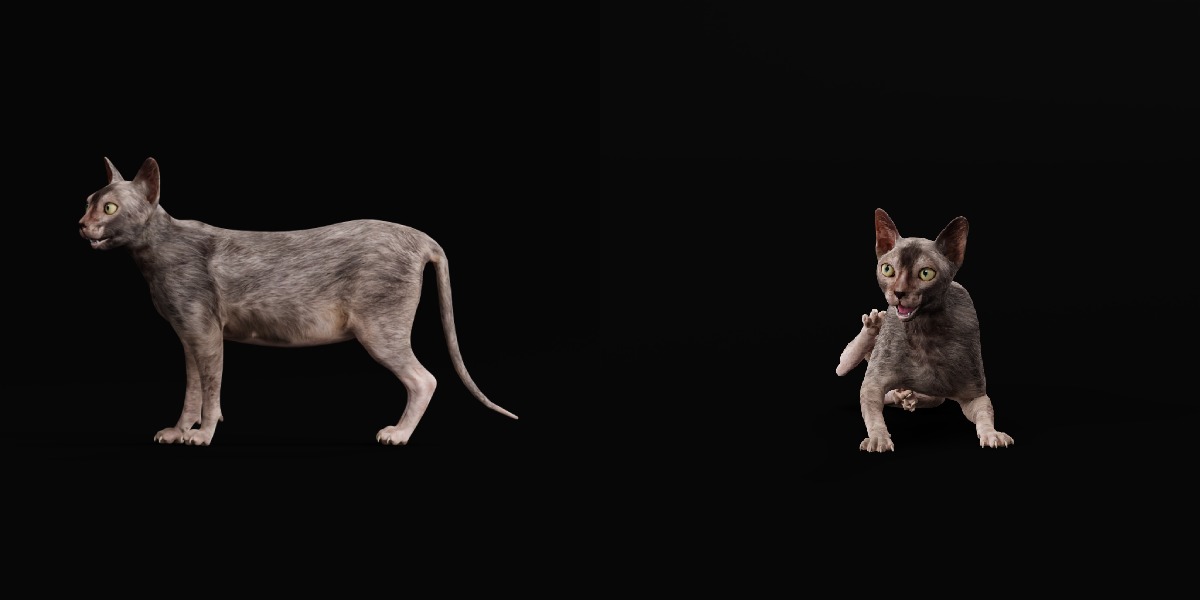 Lykoi Wolf Cat Low-poly 3D model_15