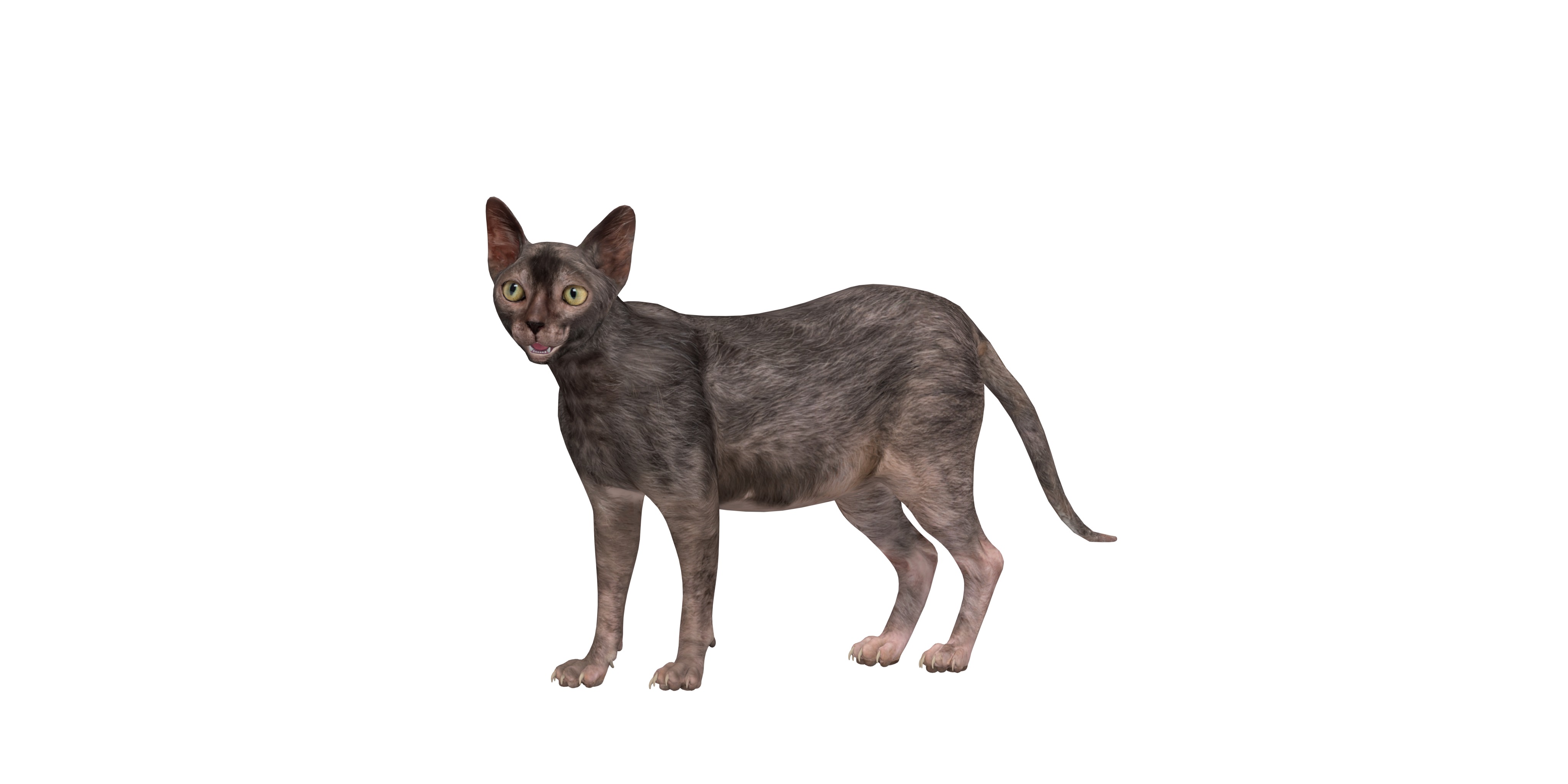 Lykoi Wolf Cat Low-poly 3D model_49