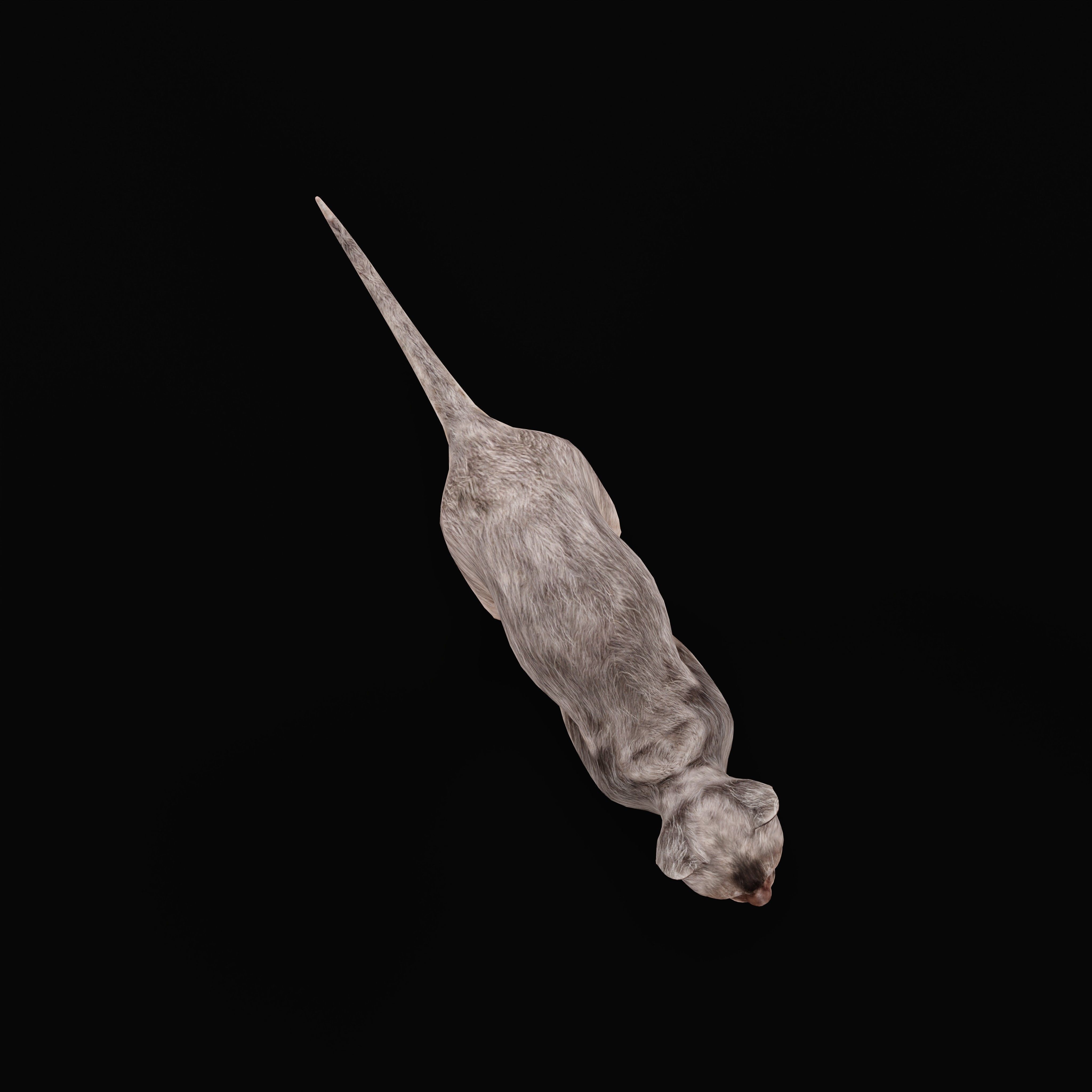 Lykoi Wolf Cat Low-poly 3D model_8