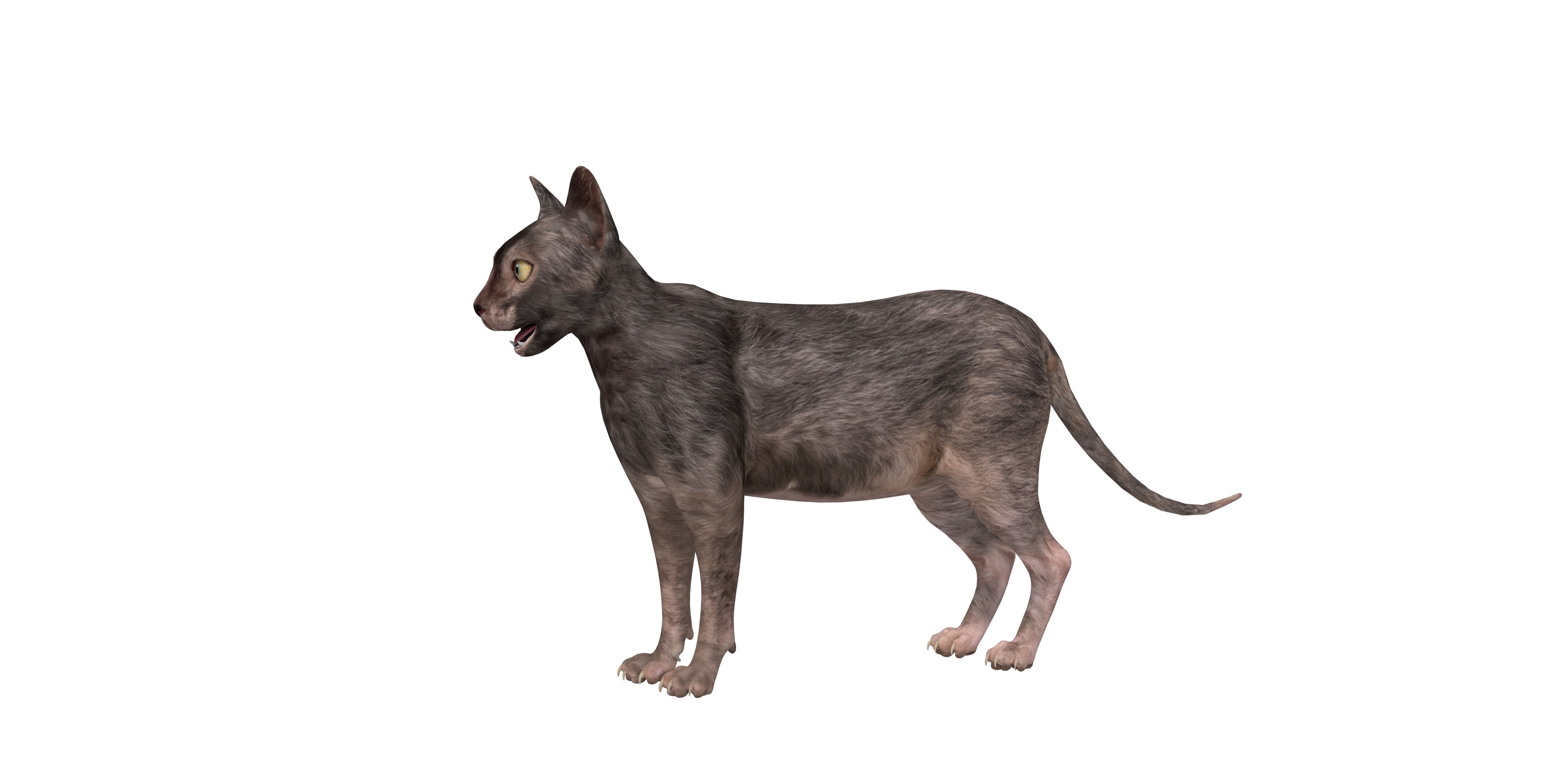 Lykoi Wolf Cat Low-poly 3D model_48