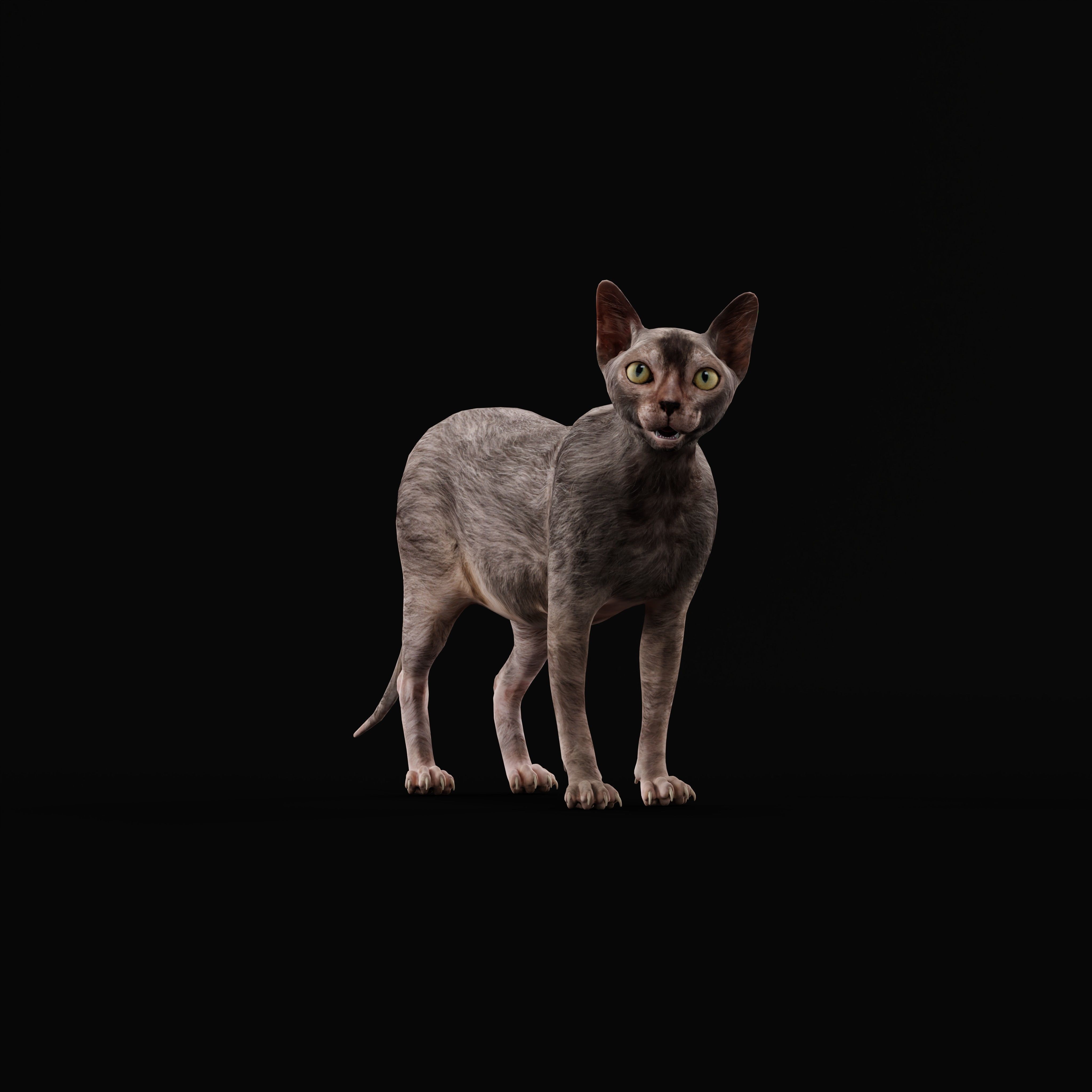 Lykoi Wolf Cat Low-poly 3D model_36