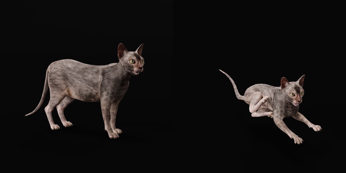 Lykoi Wolf Cat Low-poly 3D model_16