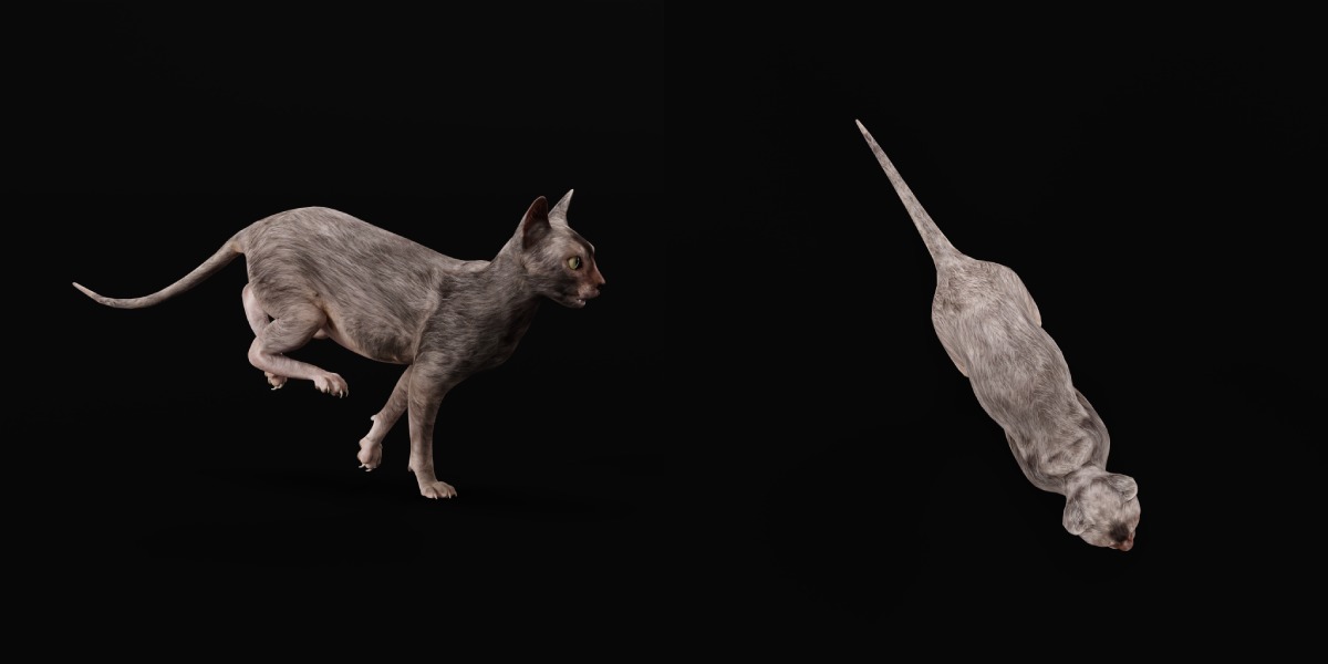 Lykoi Wolf Cat Low-poly 3D model_29