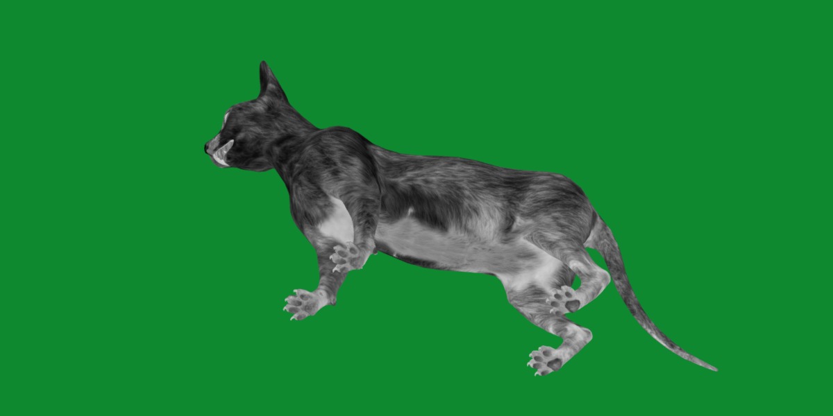 Lykoi Wolf Cat Low-poly 3D model_42