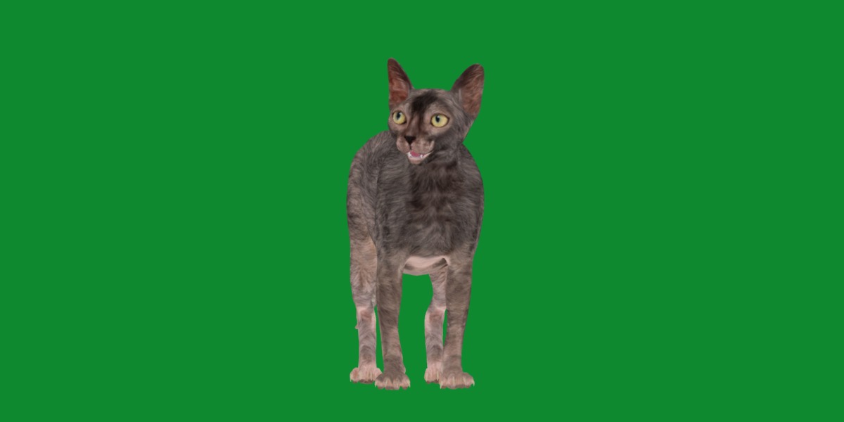Lykoi Wolf Cat Low-poly 3D model_24