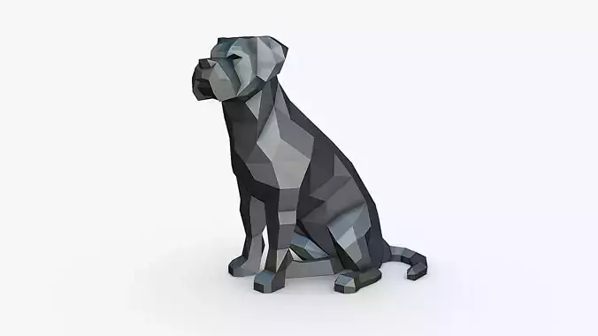 Cane Corso dog