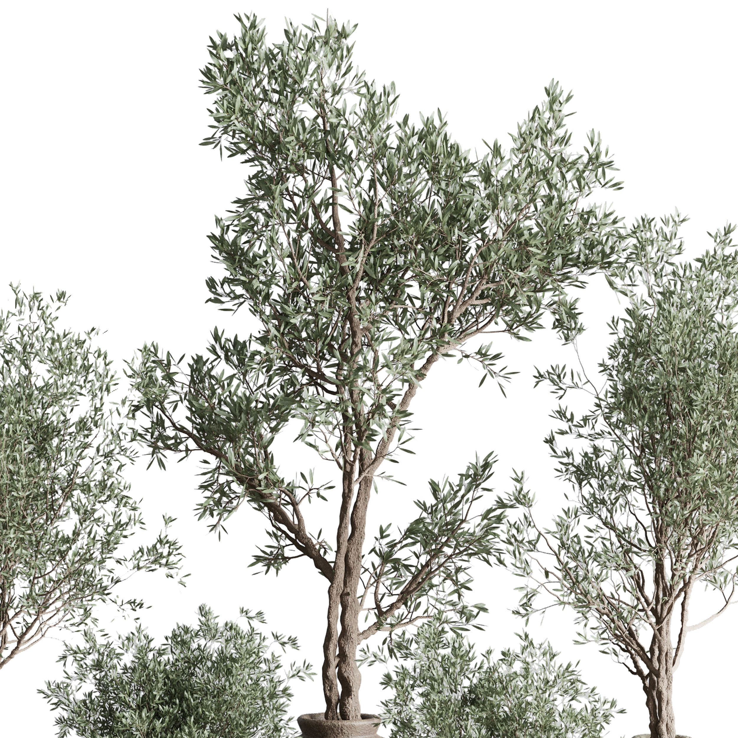 Olive tree in an old earthenware vase  - Indoor plant set 553 3D model_5