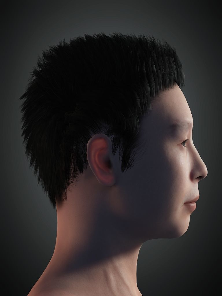 Digital Human Hair 01 Free low-poly 3D model_3