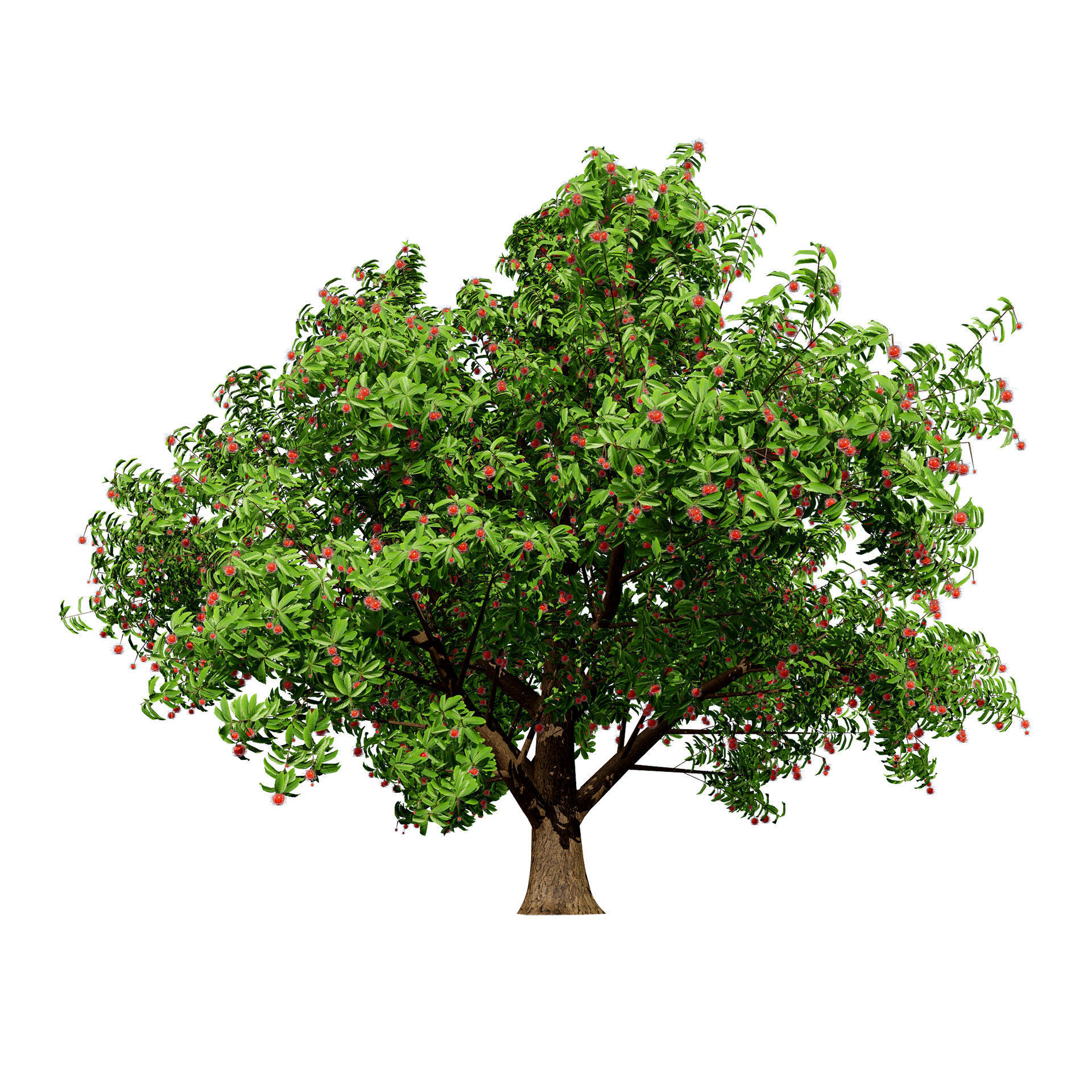 Rambutan Hairy Lychee Tree Low-poly 3D model_7