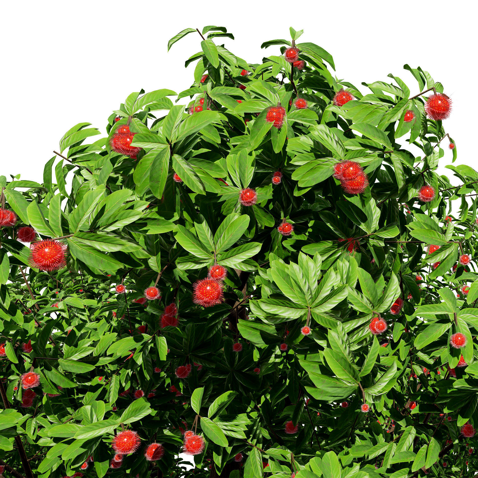 Rambutan Hairy Lychee Tree Low-poly 3D model_6