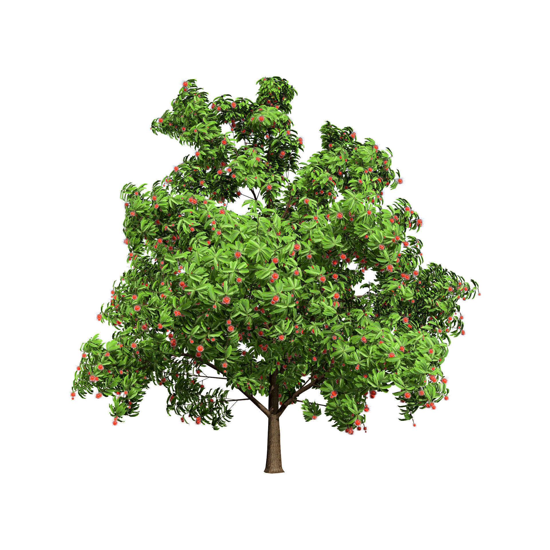 Rambutan Hairy Lychee Tree Low-poly 3D model_10