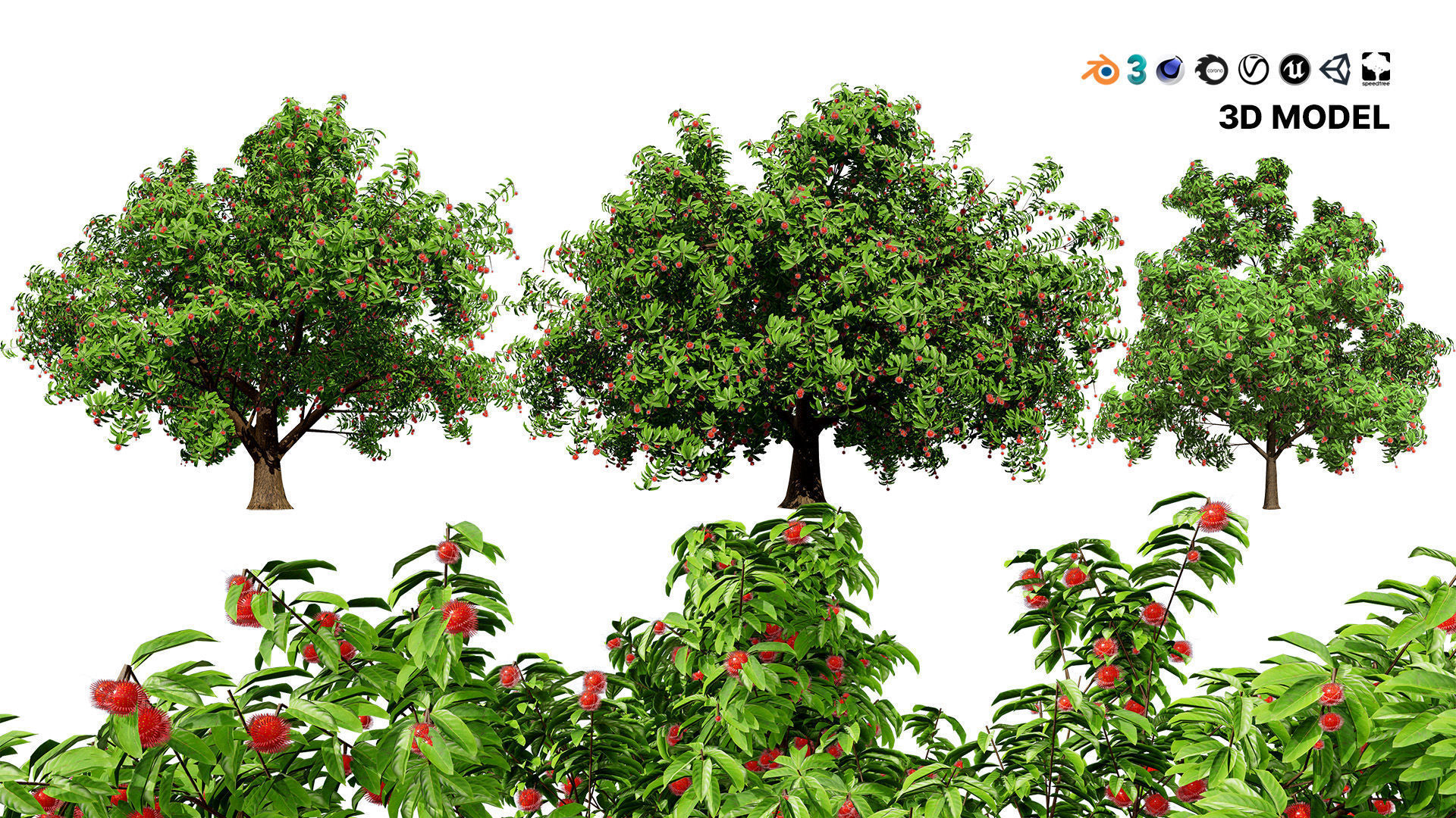 Rambutan Hairy Lychee Tree Low-poly 3D model_2