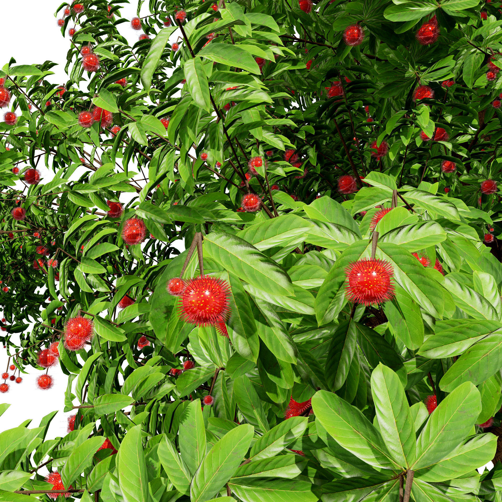 Rambutan Hairy Lychee Tree Low-poly 3D model_8