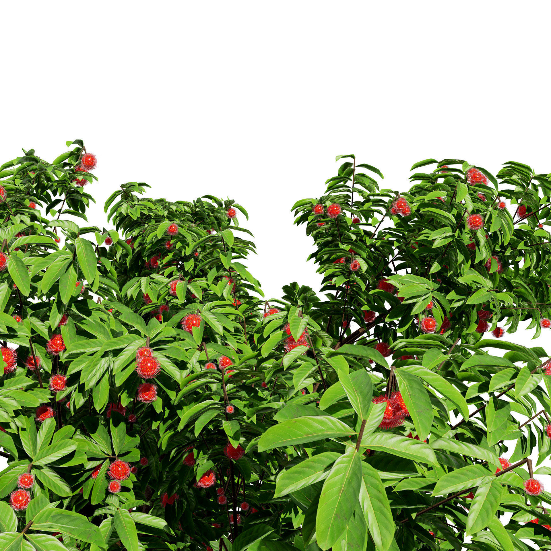Rambutan Hairy Lychee Tree Low-poly 3D model_9