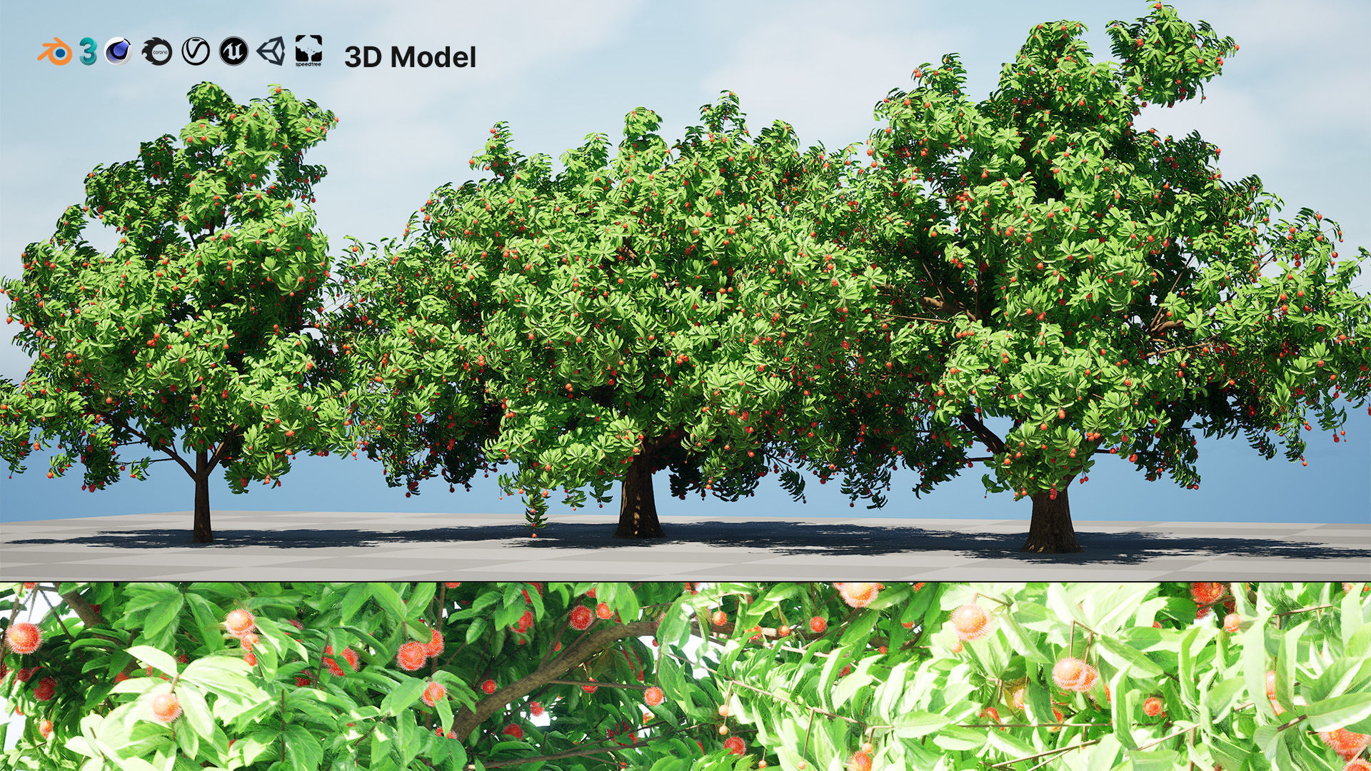 Rambutan Hairy Lychee Tree Low-poly 3D model_3