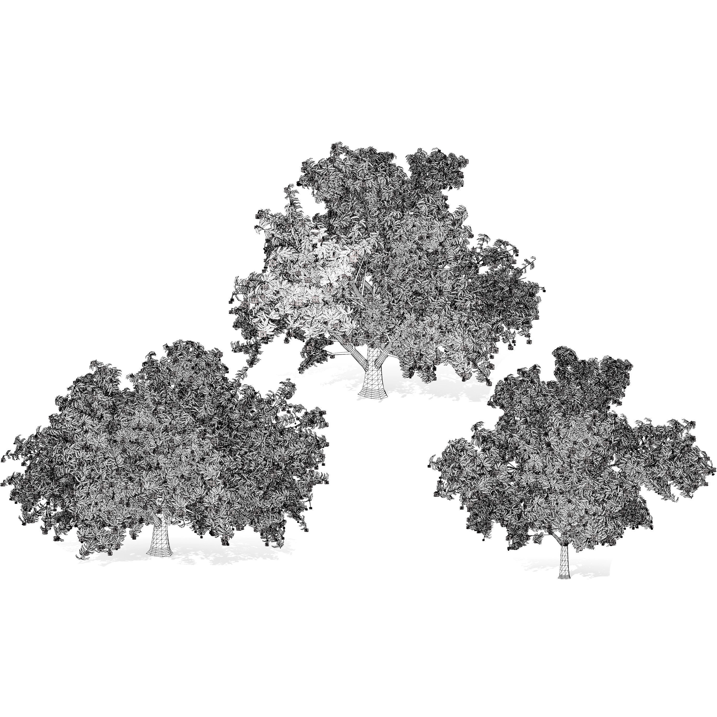 Rambutan Hairy Lychee Tree Low-poly 3D model_11