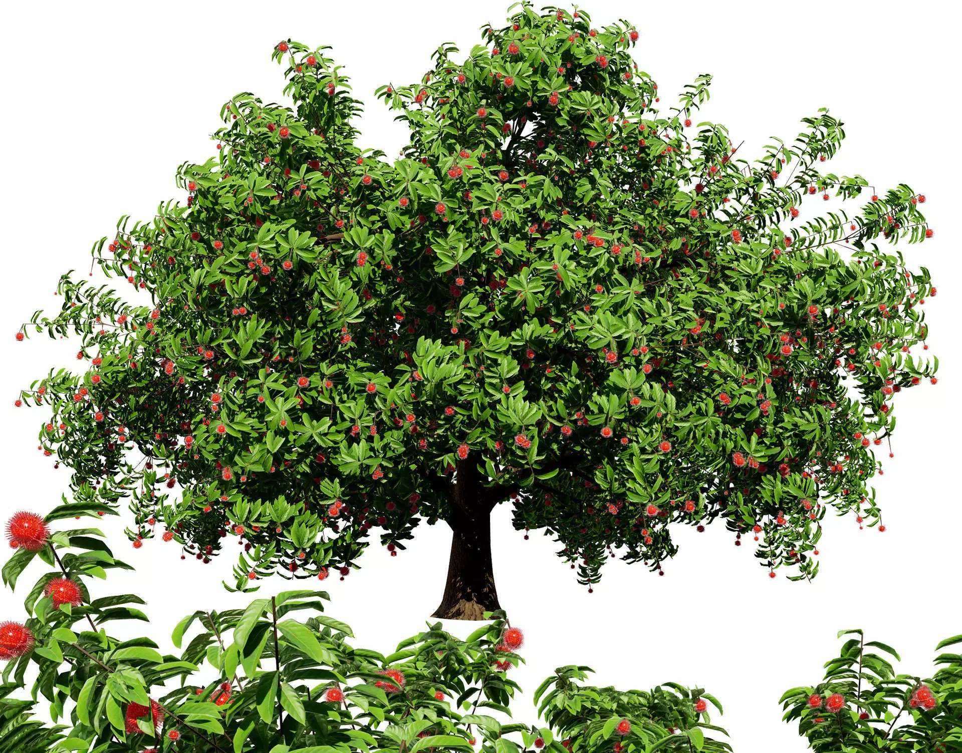 Rambutan Hairy Lychee Tree Low-poly 3D model_0