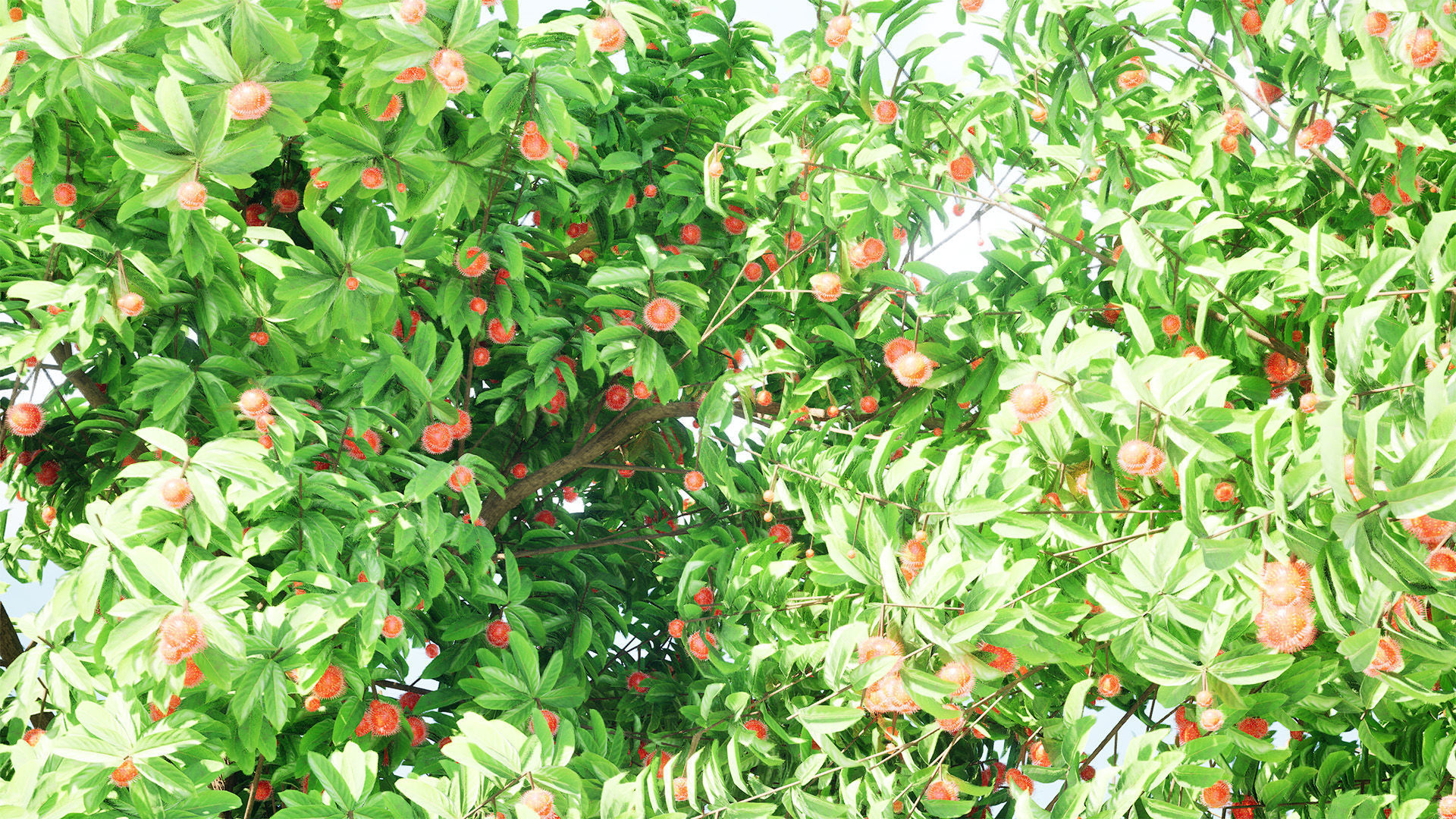 Rambutan Hairy Lychee Tree Low-poly 3D model_5