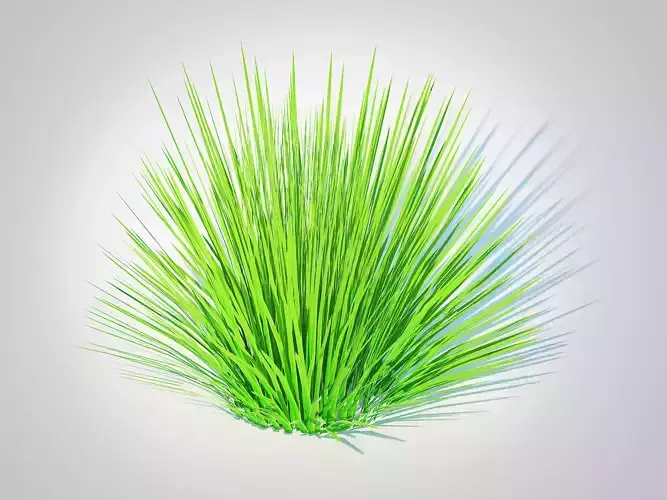 Plant  Deschampsia flex -without Wavy