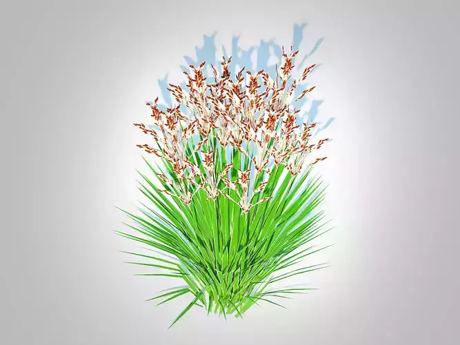 Plant  Deschampsia flexuosa - Wavy Hair Grass 